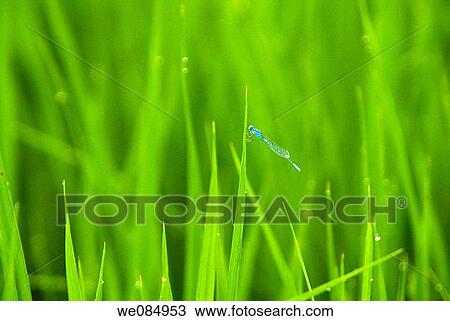 July 2006, Mengjin County, Luoyang City, Henan Province, the early morning dew of rice fields View Large Photo Image Stock Image - July 2006, Mengjin County, Luoyang City, Henan Province, the early morning dew of rice fields. Fotosearch
