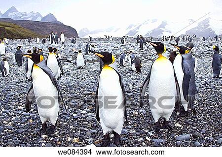 King Penguin Aptenodytes patagonicus breeding and nesting colonies on South Georgia Island, Southern Ocean King penguins are rarely found below 60 degrees south, and almost never on the Antarctic Peninsula The King Penguin is the second largest specie View Large Photo Image Picture - King Penguin Aptenodytes patagonicus breeding and nesting colonies on South Georgia Island, Southern Ocean King penguins are rarely found below 60 degrees south, and almost never on the Antarctic Peninsula The King Penguin is the second largest specie. Fotosearch