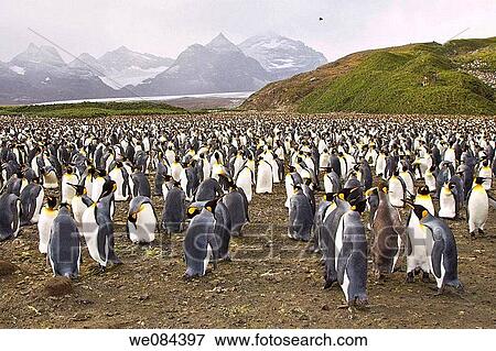 King Penguin Aptenodytes patagonicus breeding and nesting colonies on South Georgia Island, Southern Ocean King penguins are rarely found below 60 degrees south, and almost never on the Antarctic Peninsula The King Penguin is the second largest specie View Large Photo Image Stock Photo - King Penguin Aptenodytes patagonicus breeding and nesting colonies on South Georgia Island, Southern Ocean King penguins are rarely found below 60 degrees south, and almost never on the Antarctic Peninsula The King Penguin is the second largest specie. Fotosearch