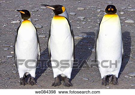 King Penguin Aptenodytes patagonicus breeding and nesting colonies on South Georgia Island, Southern Ocean King penguins are rarely found below 60 degrees south, and almost never on the Antarctic Peninsula The King Penguin is the second largest specie View Large Photo Image Stock Photo - King Penguin Aptenodytes patagonicus breeding and nesting colonies on South Georgia Island, Southern Ocean King penguins are rarely found below 60 degrees south, and almost never on the Antarctic Peninsula The King Penguin is the second largest specie. Fotosearch