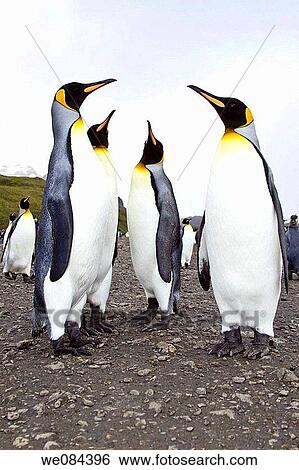 King Penguin Aptenodytes patagonicus breeding and nesting colonies on South Georgia Island, Southern Ocean King penguins are rarely found below 60 degrees south, and almost never on the Antarctic Peninsula The King Penguin is the second largest specie View Large Photo Image Stock Photograph - King Penguin Aptenodytes patagonicus breeding and nesting colonies on South Georgia Island, Southern Ocean King penguins are rarely found below 60 degrees south, and almost never on the Antarctic Peninsula The King Penguin is the second largest specie. Fotosearch