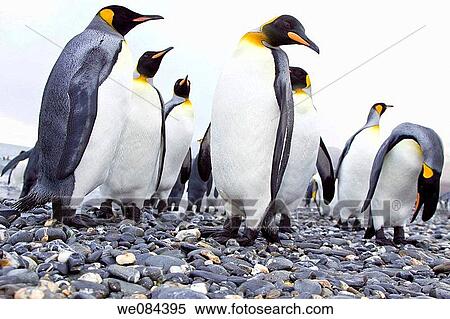 Stock Photography - King Penguin Aptenodytes patagonicus breeding and nesting colonies on South Georgia Island, Southern Ocean King penguins are rarely found below 60 degrees south, and almost never on the Antarctic Peninsula The King Penguin is the second largest specie. Fotosearch
