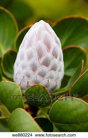 King Protea flower, Hawaii, Maui, USA View Large Photo Image Picture - King Protea flower, Hawaii, Maui, USA. Fotosearch