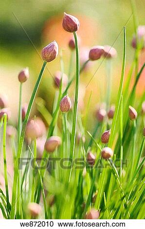 Kitchen Garden Patch of Chives Onions in Bud View Large Photo Image Stock Image - Kitchen Garden Patch of Chives Onions in Bud. Fotosearch