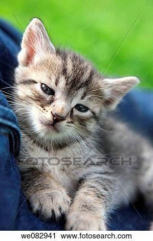 Kitten, close-up View Large Photo Image Stock Image - Kitten, close-up. Fotosearch