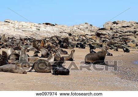 Kleinzee Cape Fur Seal colony, Arctocephalus pusillus, Kleinzee, Namaqualand, South Africa View Large Photo Image Picture - Kleinzee Cape Fur Seal colony, Arctocephalus pusillus, Kleinzee, Namaqualand, South Africa. Fotosearch
