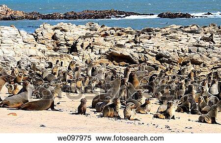 Kleinzee Cape Fur Seal colony, Arctocephalus pusillus, Kleinzee, Namaqualand, South Africa View Large Photo Image Stock Photography - Kleinzee Cape Fur Seal colony, Arctocephalus pusillus, Kleinzee, Namaqualand, South Africa. Fotosearch