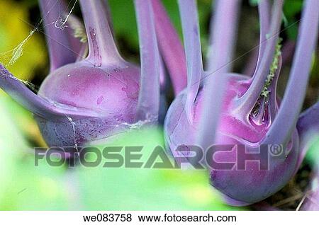 Stock Photo - Kohlrabi. Brassica oleracea.. Fotosearch
