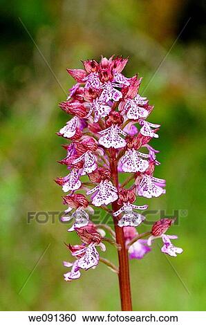 Lady Orchid, Orchis purpurea, Orchid View Large Photo Image Stock Image - Lady Orchid, Orchis purpurea, Orchid. Fotosearch