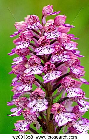 Lady Orchid, Orchis purpurea, Orchid View Large Photo Image Stock Photo - Lady Orchid, Orchis purpurea, Orchid. Fotosearch