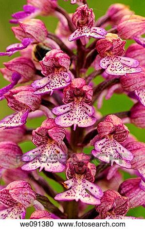 Lady Orchid, Orchis purpurea View Large Photo Image Stock Image - Lady Orchid, Orchis purpurea. Fotosearch