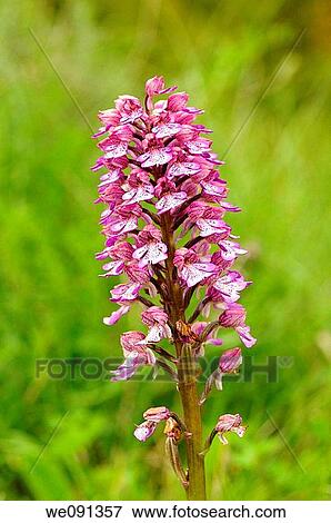 Lady orchid, orchis purpurea View Large Photo Image Stock Photo - Lady orchid, orchis purpurea. Fotosearch