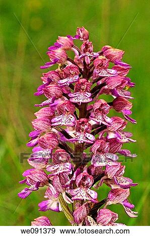 Lady Orchid, Orchis purpurea View Large Photo Image Stock Photo - Lady Orchid, Orchis purpurea. Fotosearch
