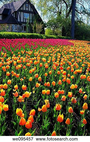 Stock Photo - Large bed of orange Blushing Apeldoorn and pink Attila Tulips at Ottawa Tulip Festival with Tudor style house. Fotosearch