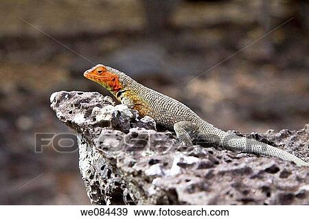 Lava lizard Microlophus spp in the Galapagos Island Archipeligo, Ecuador Many of the islands within the Galapagos Island Archipeligo have their own endemic species View Large Photo Image Stock Photo - Lava lizard Microlophus spp in the Galapagos Island Archipeligo, Ecuador Many of the islands within the Galapagos Island Archipeligo have their own endemic species. Fotosearch