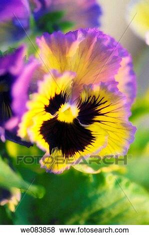 Stock Photo - Lavender and Yellow Pansy with Dark Center. Viola x wittrockiana. Fotosearch