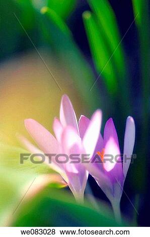 Lavender Blue Crocus Duo. Crocus tommasinianus View Large Photo Image Stock Photo - Lavender Blue Crocus Duo. Crocus tommasinianus. Fotosearch