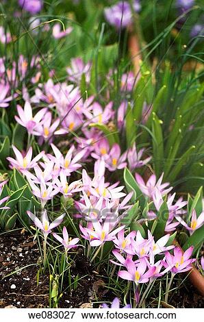 Stock Photo - Lavender Blue Crocus Patch. Crocus tommasinianus. Fotosearch