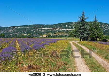 Stock Image - Lavender field at Sault, provence Alpes-de-Haute-Provence, France. Fotosearch