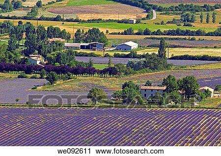Lavender fields at Sault, provence Alpes-de-Haute-Provence, France View Large Photo Image Stock Image - Lavender fields at Sault, provence Alpes-de-Haute-Provence, France. Fotosearch