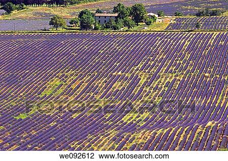 Lavender fields at Sault, provence Alpes-de-Haute-Provence, France View Large Photo Image Stock Image - Lavender fields at Sault, provence Alpes-de-Haute-Provence, France. Fotosearch
