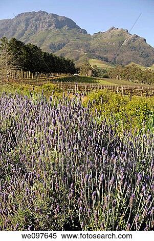Lavender flowers and vineyards nearby Stellenbosch, South Western Cape, South Africa View Large Photo Image Stock Photography - Lavender flowers and vineyards nearby Stellenbosch, South Western Cape, South Africa. Fotosearch