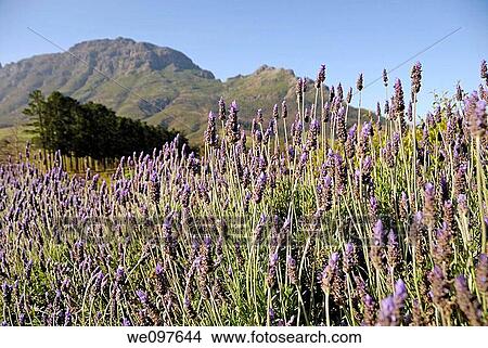 Picture - Lavender flowers nearby Stellenbosch, South Western Cape, South Africa. Fotosearch