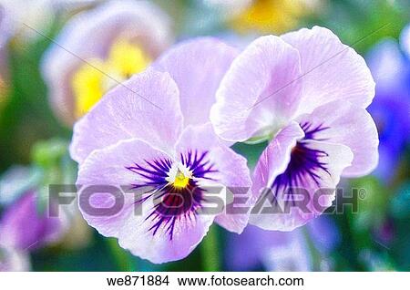 Lavender Pansy Flower Duo One Flower is Closed Viola x wittrockiana May 2008 Maryland, USA View Large Photo Image Picture - Lavender Pansy Flower Duo One Flower is Closed Viola x wittrockiana May 2008 Maryland, USA. Fotosearch