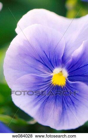 Stock Photo - Light Blue Pansy Close-up. Viola x wittrockiana. Fotosearch