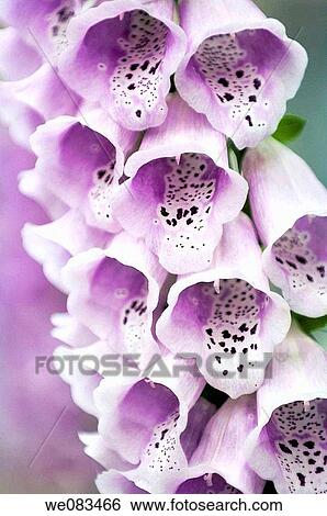 Light Lavender Foxglove. Digitalis purpurea. April 2008, Maryland, USA View Large Photo Image Stock Photograph - Light Lavender Foxglove. Digitalis purpurea. April 2008, Maryland, USA. Fotosearch