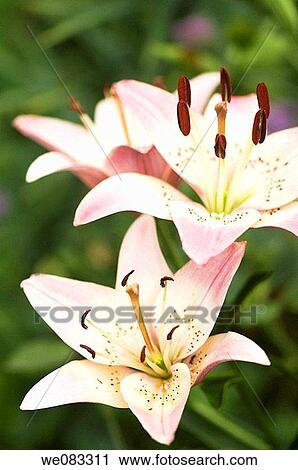 Light Pink Asiatic Lily. Lilium hybrid, asiatic. View Large Photo Image Stock Image - Light Pink Asiatic Lily. Lilium hybrid, asiatic.. Fotosearch