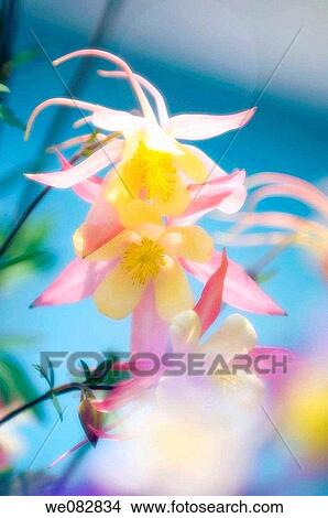 Light Pink Columbine Flowers, Blue Sky. Aquilegia caerulea. April 2008. Maryland, USA. View Large Photo Image Picture - Light Pink Columbine Flowers, Blue Sky. Aquilegia caerulea. April 2008. Maryland, USA.. Fotosearch