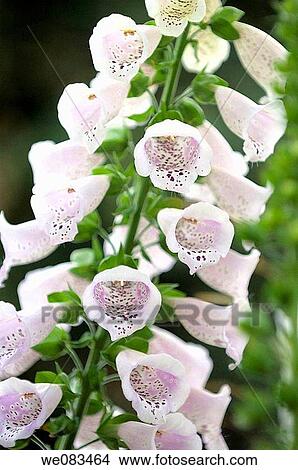 Light Pink Foxglove. Digitalis purpurea. April 2008, Maryland, USA View Large Photo Image Picture - Light Pink Foxglove. Digitalis purpurea. April 2008, Maryland, USA. Fotosearch