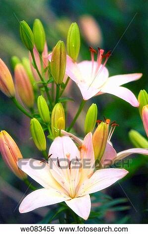 Light Pink Lily Cluster. Lilium hybrid. June 2008, Maryland, USA View Large Photo Image Stock Photography - Light Pink Lily Cluster. Lilium hybrid. June 2008, Maryland, USA. Fotosearch