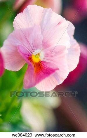 Light Pink Pansy Flower. Viola x wittrockiana View Large Photo Image Stock Photo - Light Pink Pansy Flower. Viola x wittrockiana. Fotosearch