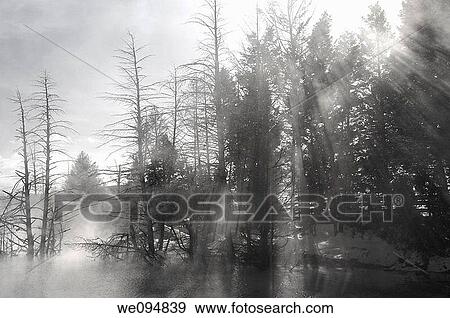 Stock Photo - Light rays streaming through pine trees and steam at Canary Spring pool at Mammoth Hot Springs Yellowstone Park. Fotosearch