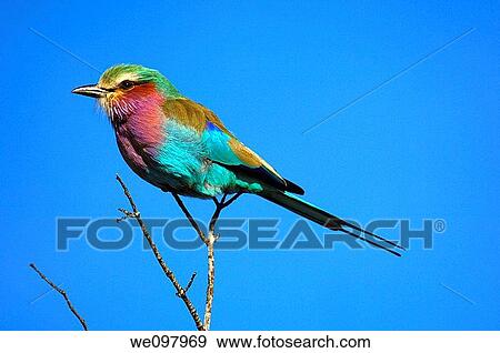 Lilac-breasted roller, Coracias caudatus, Madikwe Game Reserve, South Africa View Large Photo Image Stock Photo - Lilac-breasted roller, Coracias caudatus, Madikwe Game Reserve, South Africa. Fotosearch