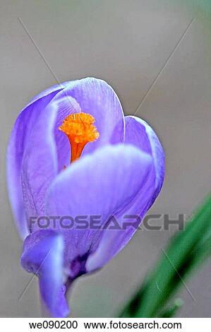 Lilac crocus against a wall in early spring garden in evening shadows View Large Photo Image Stock Image - Lilac crocus against a wall in early spring garden in evening shadows. Fotosearch