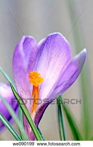 Lilac crocus against a wall in early spring garden View Large Photo Image Stock Photo - Lilac crocus against a wall in early spring garden. Fotosearch