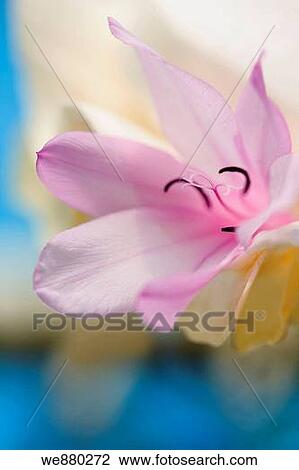 Stock Image - Lily flower, close_up. Fotosearch