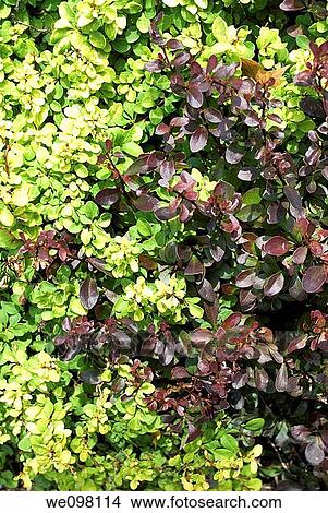 Lime and Red Barberry bushes growing side by side View Large Photo Image Picture - Lime and Red Barberry bushes growing side by side. Fotosearch