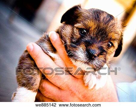 Little dog View Large Photo Image Stock Image - Little dog. Fotosearch