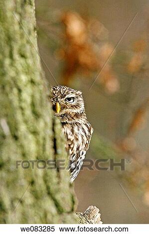 Little Owl Athene noctua View Large Photo Image Stock Photography - Little Owl Athene noctua. Fotosearch