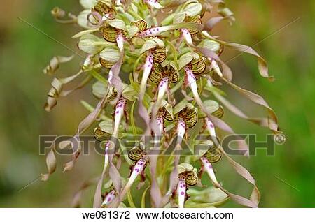 Lizard Orchid, Himantoglossum hircinum, Orchid View Large Photo Image Stock Image - Lizard Orchid, Himantoglossum hircinum, Orchid. Fotosearch