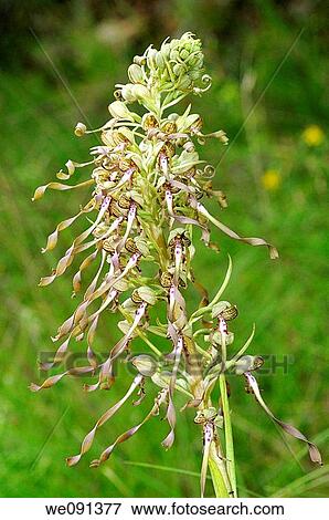 Lizard Orchid, Himantoglossum hircinum, Orchid View Large Photo Image Stock Photo - Lizard Orchid, Himantoglossum hircinum, Orchid. Fotosearch