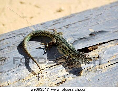 Stock Photo - Lizard. Fotosearch