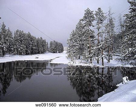 Lodgepole pines reflect in a yellowstone pond created by melting snow View Large Photo Image Stock Image - Lodgepole pines reflect in a yellowstone pond created by melting snow. Fotosearch