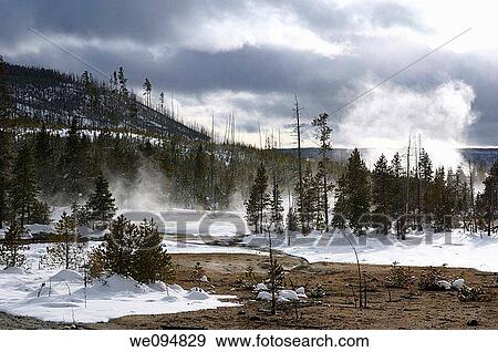 Lodgpole Pine forest in steaming Back Basin of Norris Geyser Basin Yellowstone National Park in winter View Large Photo Image Stock Photo - Lodgpole Pine forest in steaming Back Basin of Norris Geyser Basin Yellowstone National Park in winter. Fotosearch