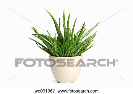 Loe Vera plant in pot View Large Photo Image Stock Photo - Loe Vera plant in pot. Fotosearch