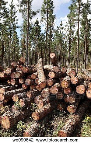 Logging View Large Photo Image Stock Image - Logging. Fotosearch